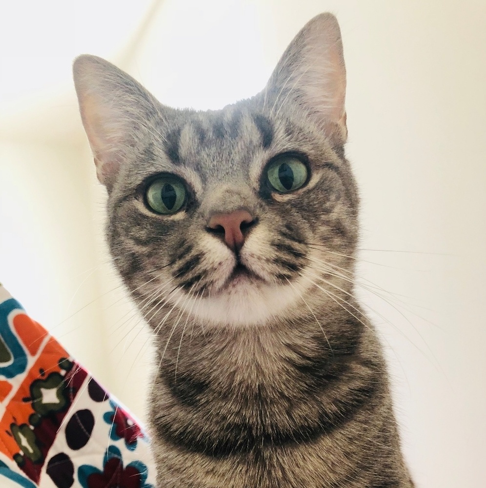 Meet your Posher, Lindsay